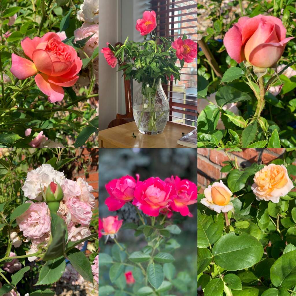 Rose-pot-ideas